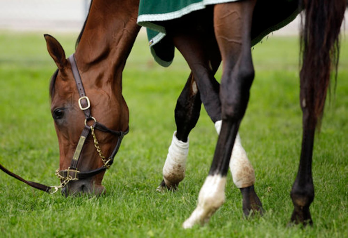 Horse with Georgia ties to race in Kentucky Derby