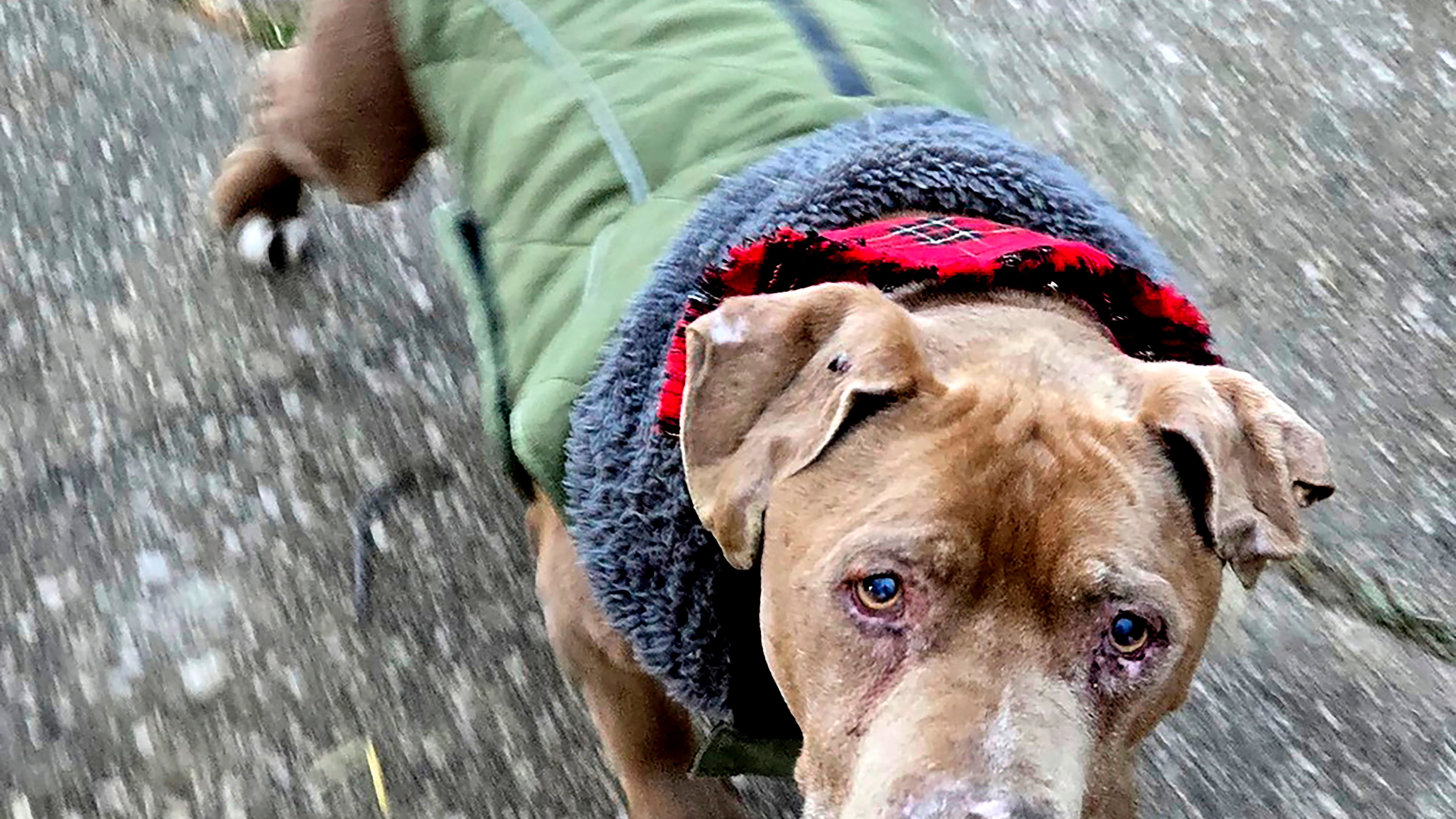 FILE - This image provided by Amanda Hergenreder shows a dog she named Biggby walking in Millington, Mich., Dec. 18, 2024. (Amanda Hergenreder via AP,File)