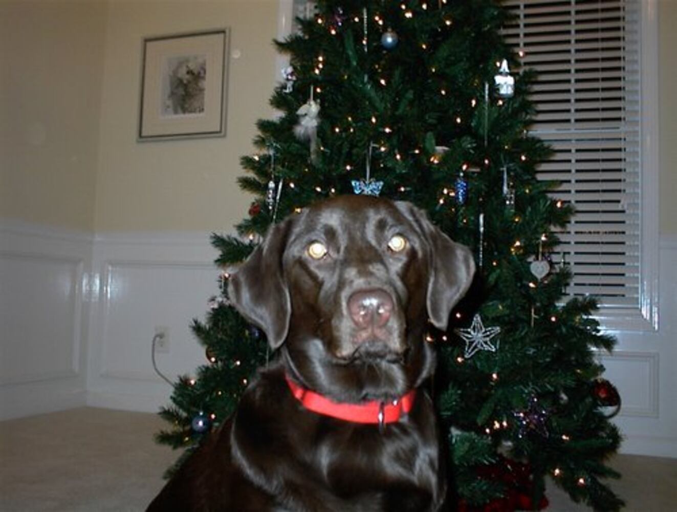 Atlanta's Top Dogs: Labrador Retrievers