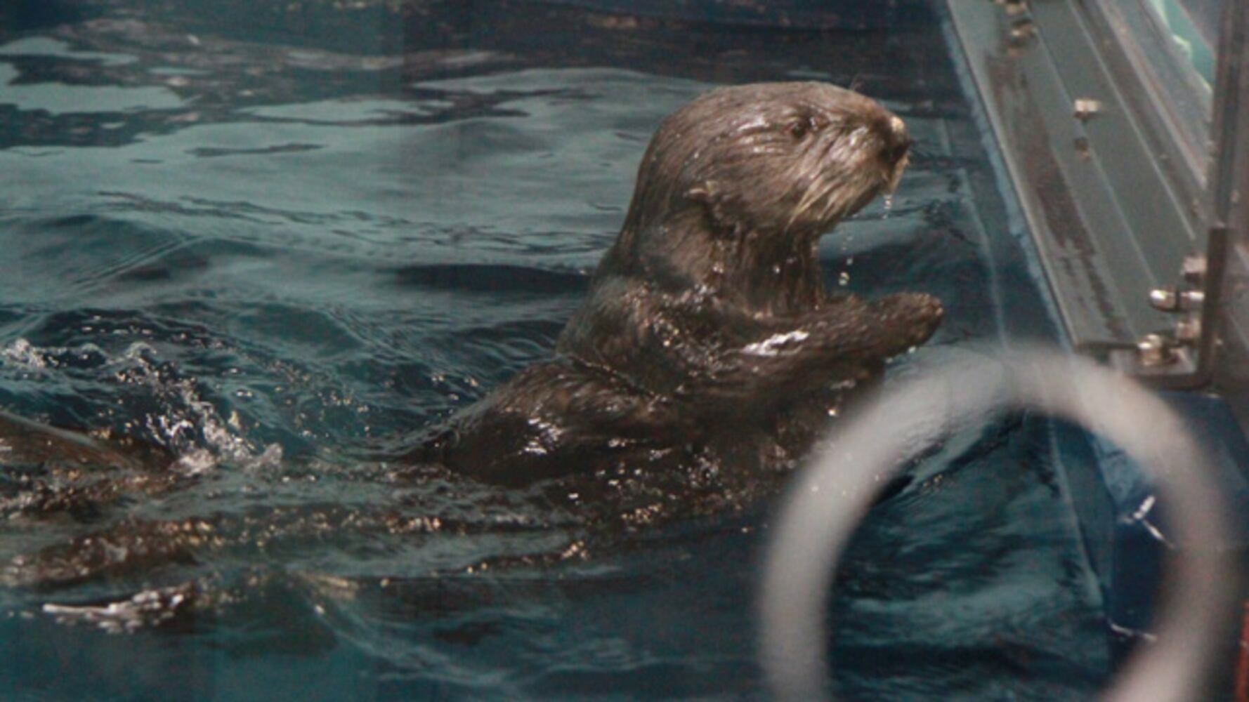 Sea Otter Encounter at Georgia Aquarium