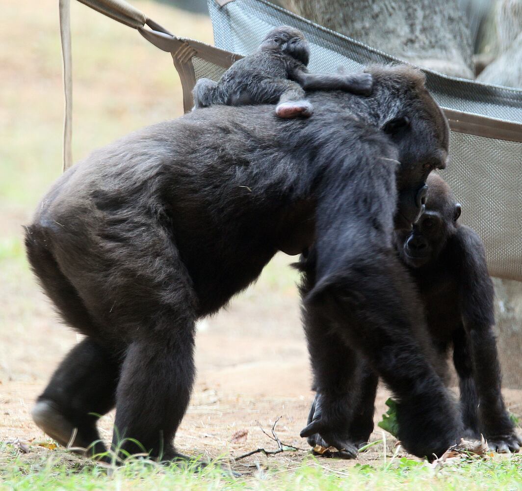 Panda cubs and zoo babies