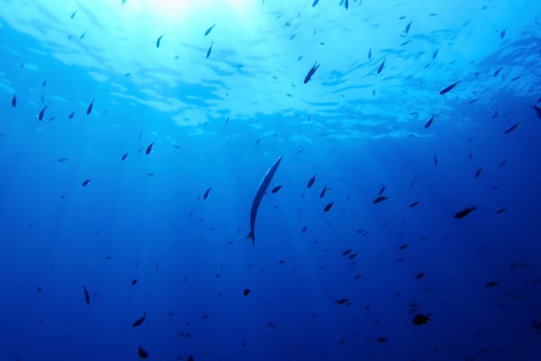A barracuda, center, swims in the protected area of France's Porquerolles National Park ahead of the U.N. Ocean Conference on Friday, June 6, 2025. (AP Photo/Annika Hammerschlag)