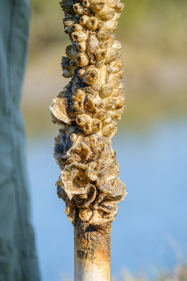 A spat stick covered in barnacles and oysters was pulled from the marsh on Sapelo Island. (Justin Taylor for the AJC)
