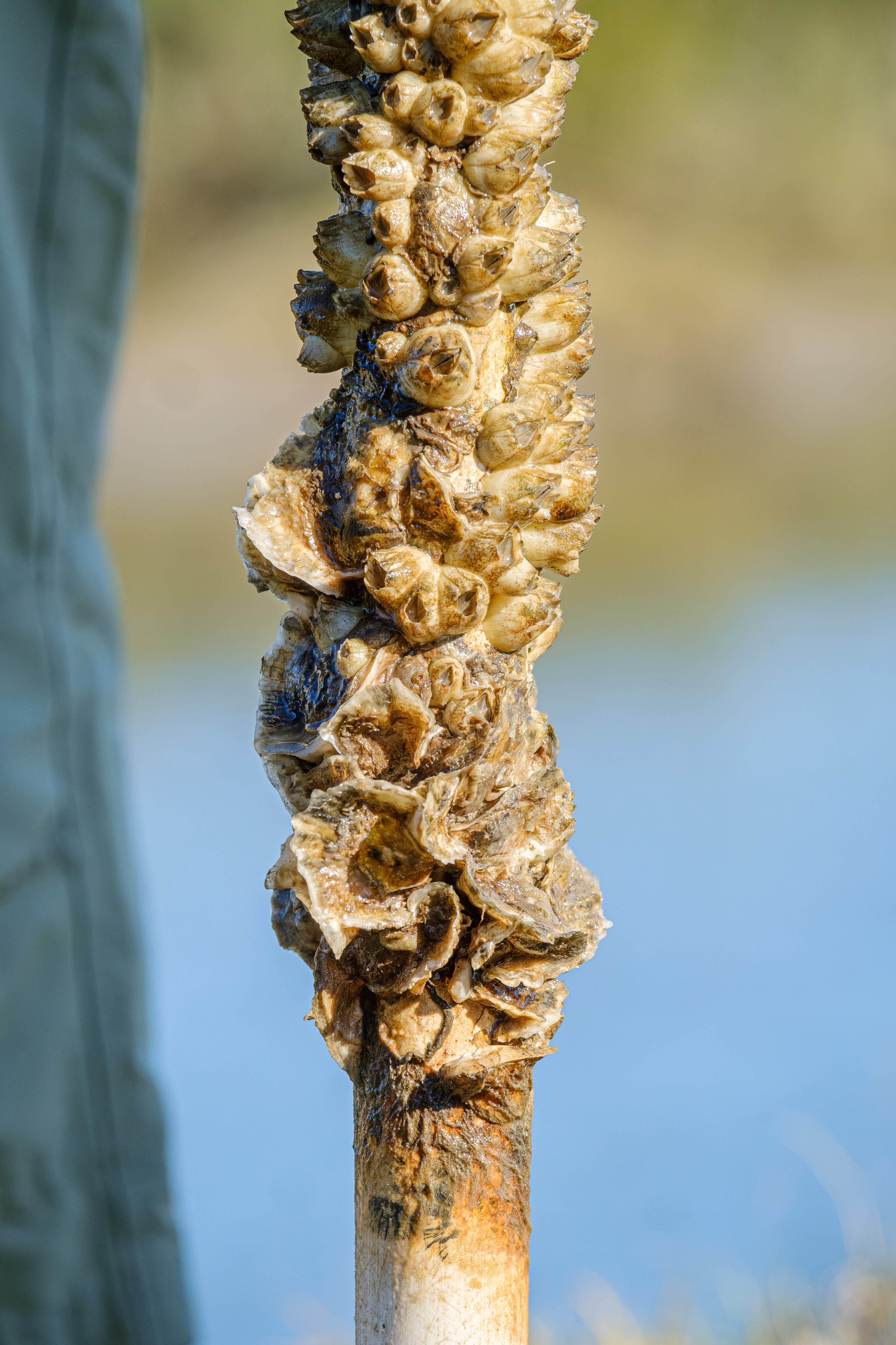 A spat stick covered in barnacles and oysters was pulled from the marsh on Sapelo Island. (Justin Taylor for the AJC)