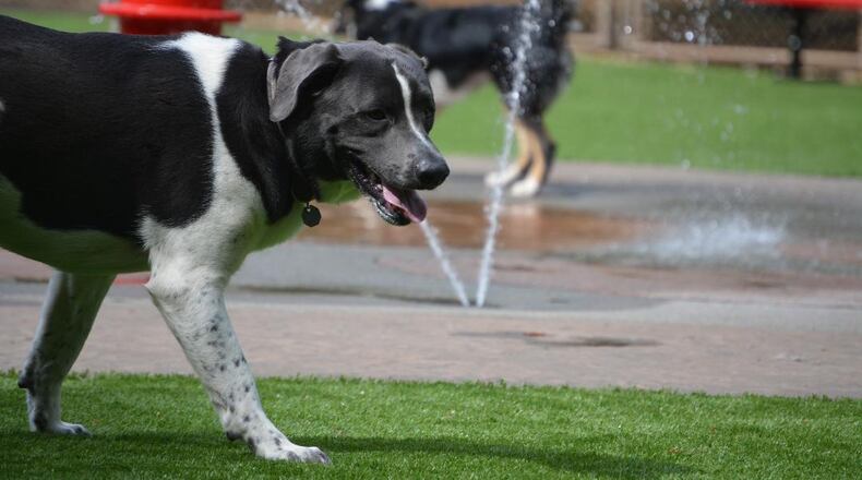 Dogs cool on the splash pad at the Newtown Dream Dog Park. 
(Courtesy of Johns Creek Park and Recreation Department)