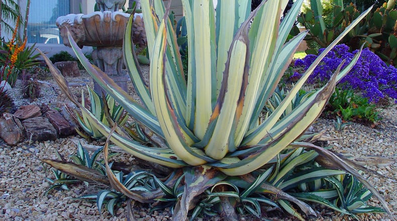 Old mother agave surrounded by a bevy of “pups” to take over when she dies flowering. (Maureen Gilmer/TNS)