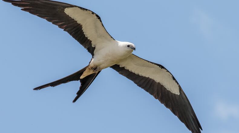 The swallow-tailed kite is said to be surpassed by few birds in skill and gracefulness. It is one of two kite species that nest in Georgia, the other being the Mississippi kite. CONTRIBUTED BY ANDY MORFFEW / CREATIVE COMMONS
