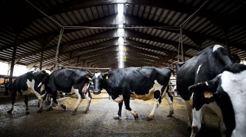Cows return to their pens after a milking in central Minnesota. (Glen Stubbe/Minneapolis Star Tribune/TNS)