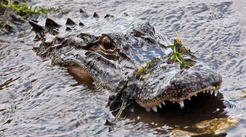 An alligator (actual one not pictured) attacked and injured a woman after she fell into a Florida canal on Monday, authorities said. (AJC file photo)