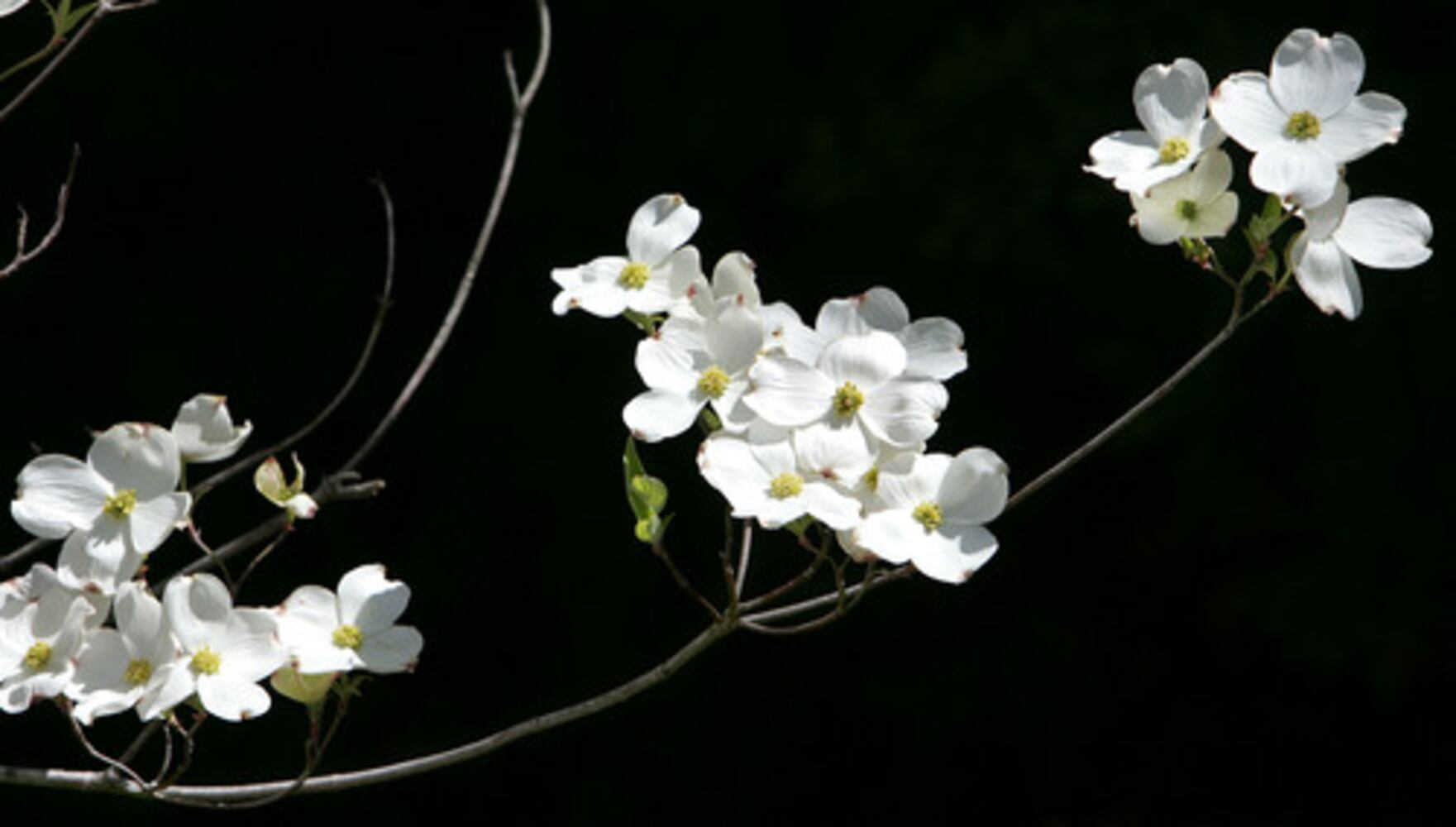 Quick course: What's blooming in metro Atlanta