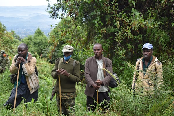 Trackers in Uganda’s Mgahinga Gorilla National Park safely follow troops to coordinate tourist visits led by park ranger guides.  (Courtesy of Nick Dauk)