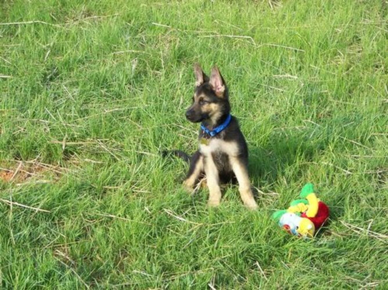Atlanta's Top Dogs: 3. German Shepherds