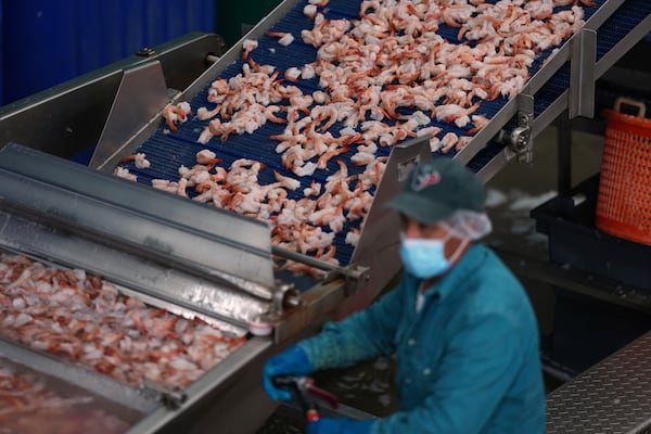 Shrimp are prepared at the Bowers Shrimp Processing plant, Wednesday, April 9, 2025, in Palacios, Texas. (AP Photo/Eric Gay)