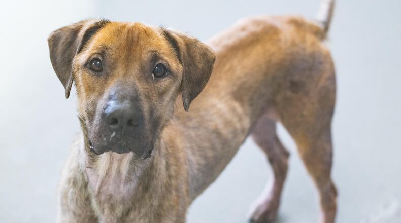 This pup is up for adoption at LifeLine.