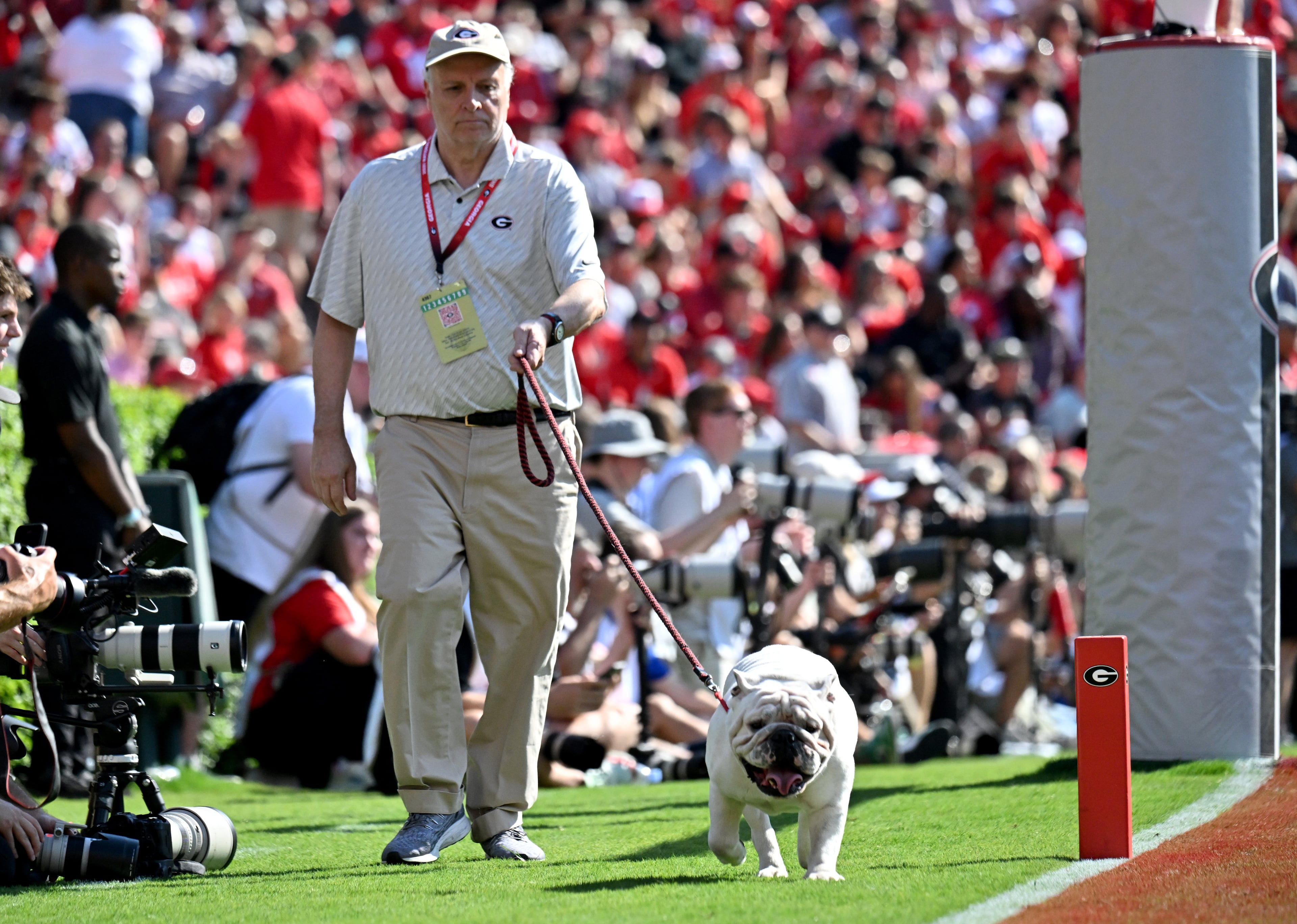 UGA XI, known as Boom, is escorted around the field by his handler Charles Seiler during the first half in an NCAA football game at Sanford Stadium, Saturday, August 30, 2025, in Athens. Georgia won 45-7 over Marshall. (Hyosub Shin / AJC)
