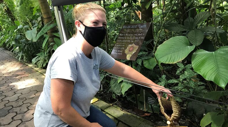 Amanda Bennett, the Atlanta Botanical Garden's vice president of horticulture and collections, shows off the blossom on an African Corpse Flower. The Midtown facility is perhaps the first garden in North America to successfully cultivate the plant. BO EMERSON/BEMERSON@AJC.COM