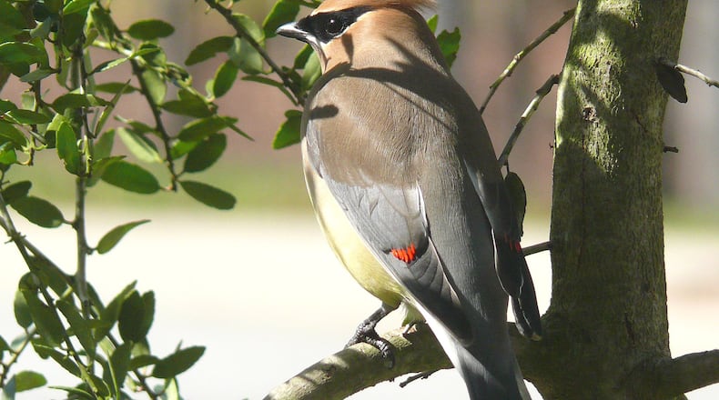 The cedar waxwing shown here is one of Georgia’s “winter birds,” which nest up north during spring and summer and migrate to Georgia for the winter. The waxwing is known as North America’s most “elegant bird” because of its handsome brown and yellow color and red wingtips. PHOTO CREDIT: Ken Thomas/Creative Commons