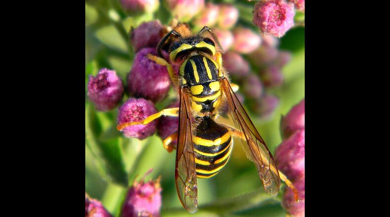 The highly social, ground-dwelling Southern yellow jacket is common in Georgia. In summer, yellow jackets become highly aggressive in defending their nests or scavenging food at picnics. (Courtesy of Bob Peterson/Creative Commons)