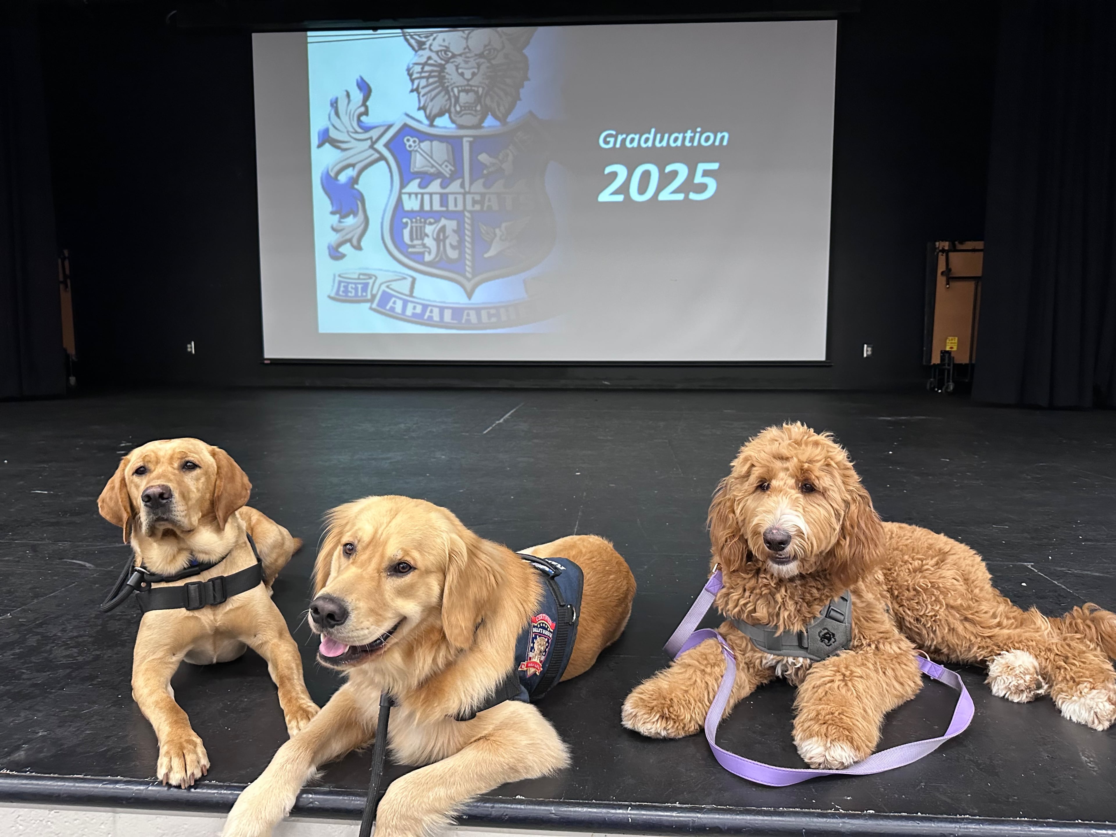 Apalachee High therapy dogs Beau, Rally and Frankie provide support to students and staff at the school after four people were killed in a shooting last year. (Courtesy of the Barrow County School District)