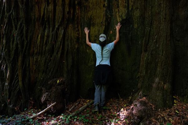 Sarah Beesley, fisheries biologist for the Yurok Tribe, hugs a tree located in land that will be returned to the Yurok Tribe, Thursday, Sept. 19, 2024, in Humboldt County, Calif. (AP Photo/Godofredo A. Vásquez)
