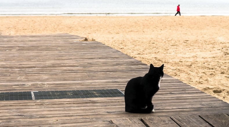 A Michigan family was shocked when their missing pet cat showed up thousands of miles away in Florida.