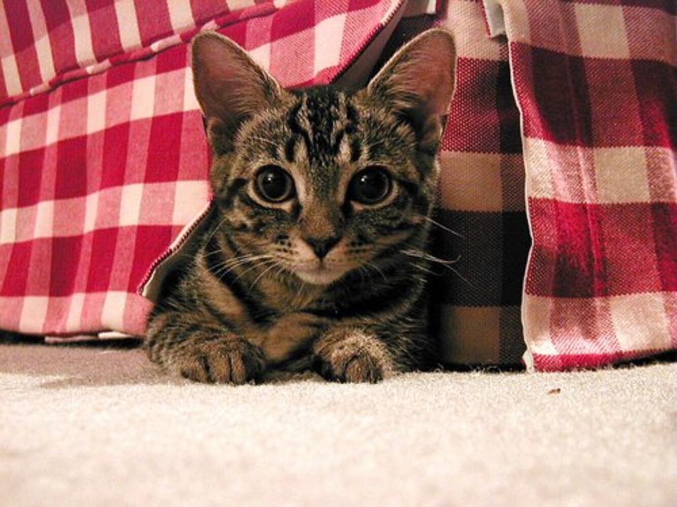 Atlanta's Cutest Kittens