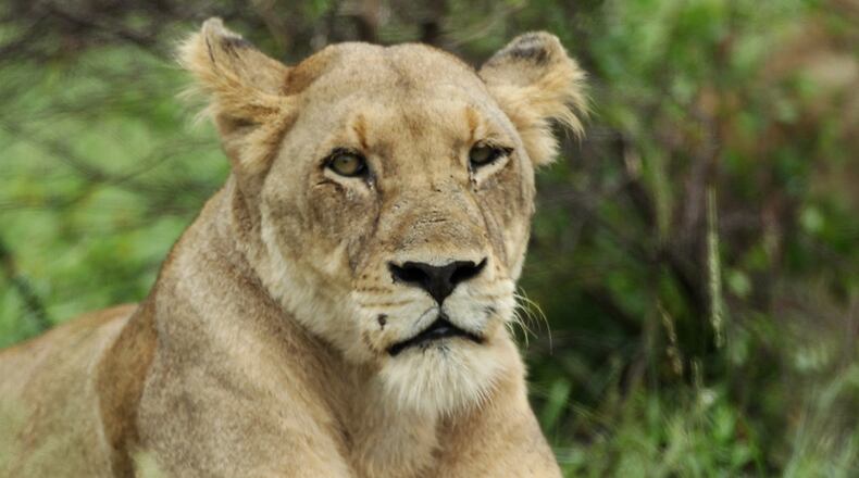 File photo of a lioness in the Kruger National Park in Malelane, South Africa. (Photo by Warren Little/Getty Images)