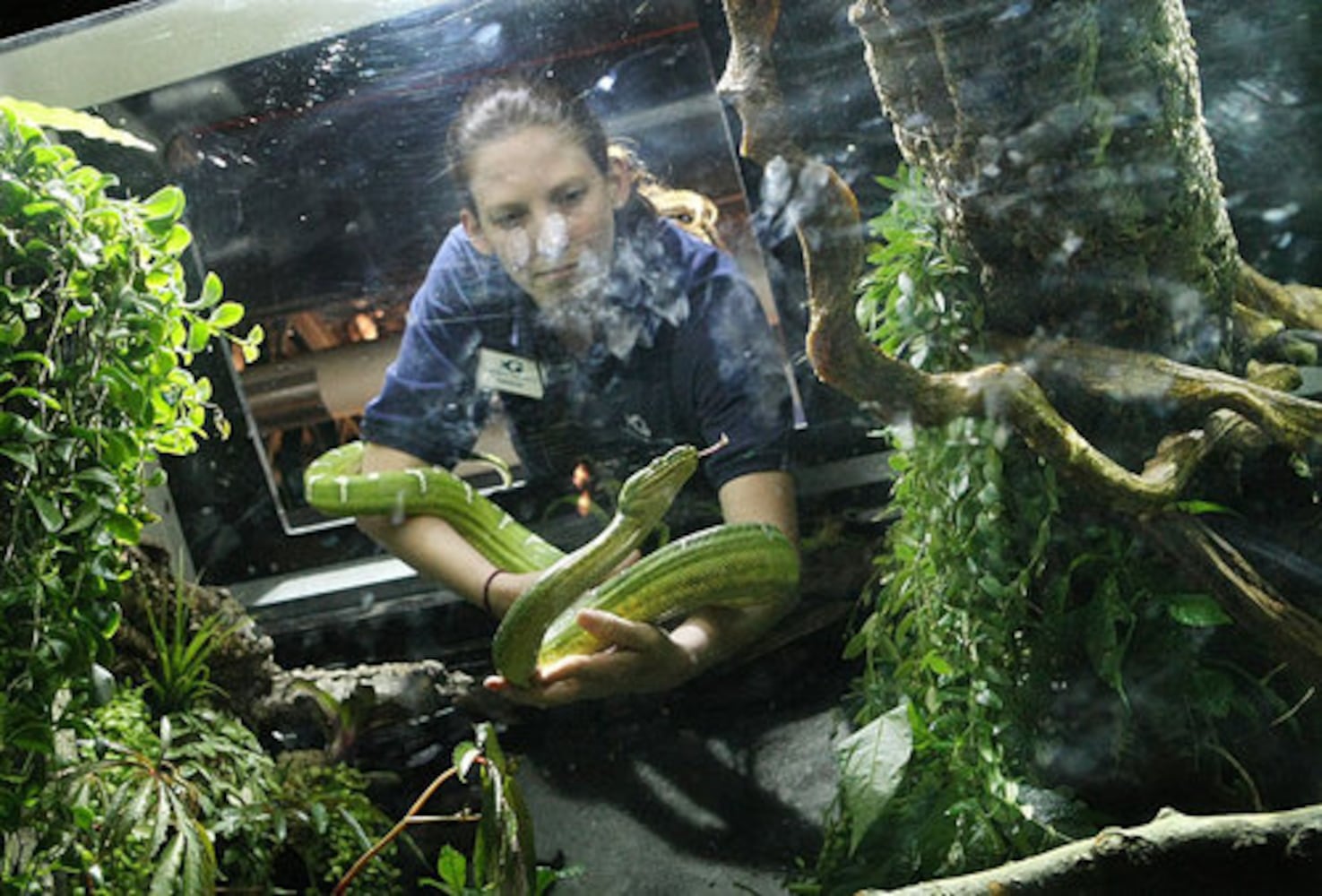 New Georgia Aquarium exhibit features a snake