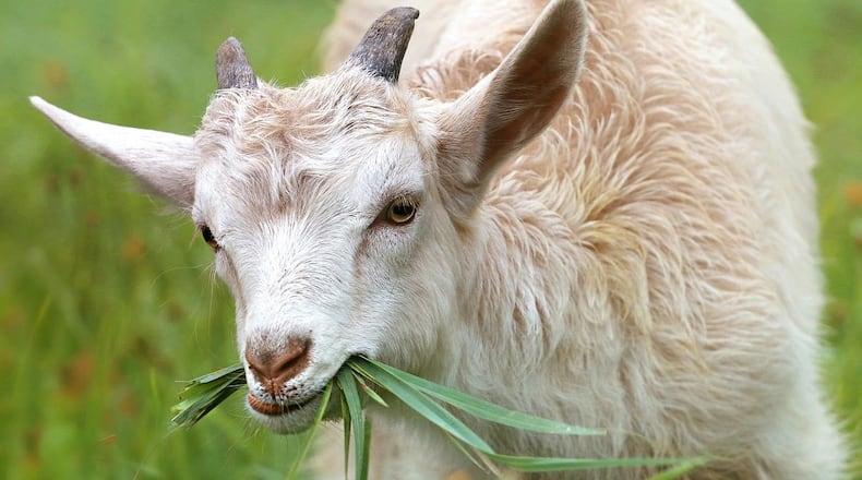 Woodstock has granted a property owner's request to use goats to clear vegetation from her land at 120 Rusk St.