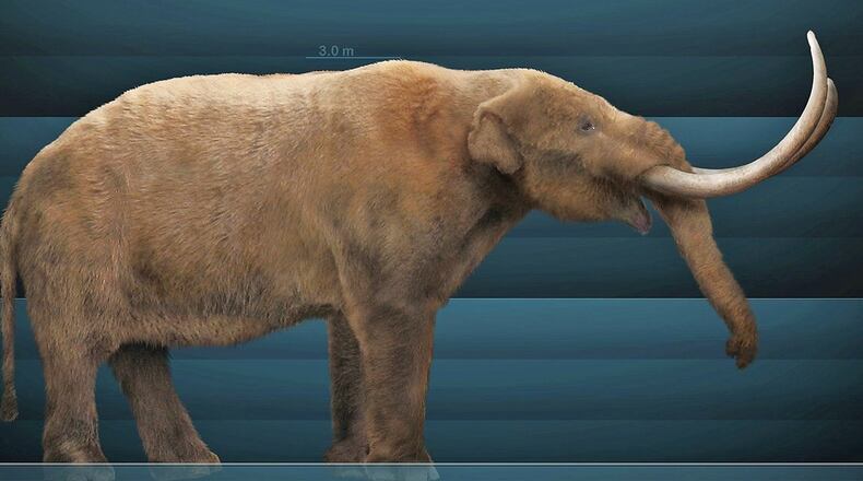 This model is of a mastodon, which once roamed what is now Georgia, according to fossil remains found in the state. It lived in the Ice Age of the Pleistocene Epoch but went extinct about 11,000 years go. The mastodon is believed to have had a link with pawpaw trees and zebra swallowtail butterflies. (Photo: Sergiodlarosa/Cretive Commons/Wikipedia)