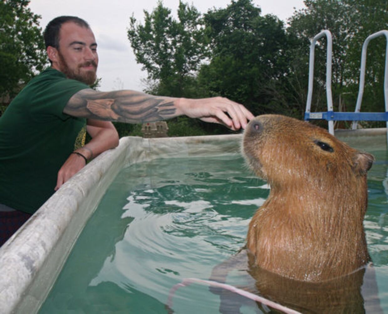 Giant rodent makes unusual pet