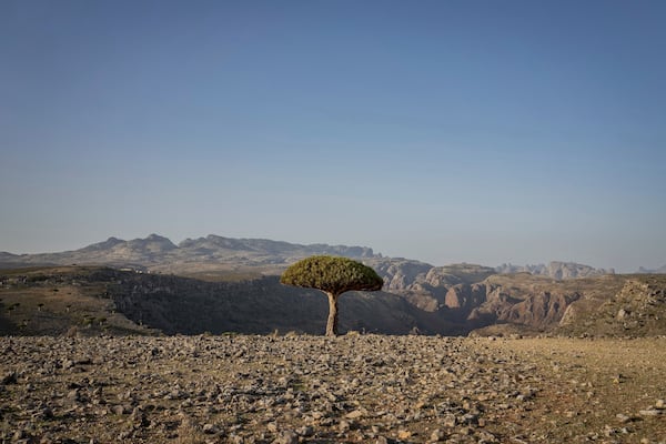 A dragon blood's tree sits above a canyon on the Yemeni island of Socotra on Sept. 18, 2024. (AP Photo/Annika Hammerschlag)