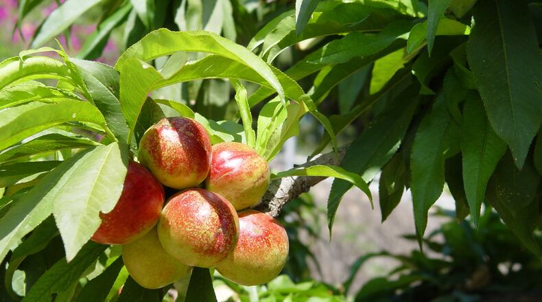 To ensure fruit, your tree must flower when the bees fly uninterrupted by rain, freezing or late snows. (Handout/TNS)
