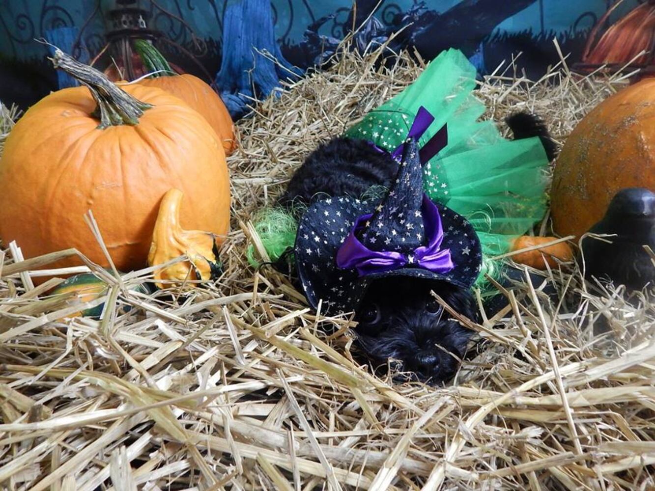 Photos: Halloween 2014 at Bark ATL dog day care