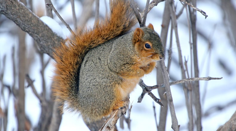 The Eastern fox squirrel (shown here) is one of Georgia's four native squirrel species. The fox squirrel is the largest of the four, nearly twice the size of the Eastern gray squirrel. (Courtesy of Gary Eslinger/USFWS/Creative Commons)