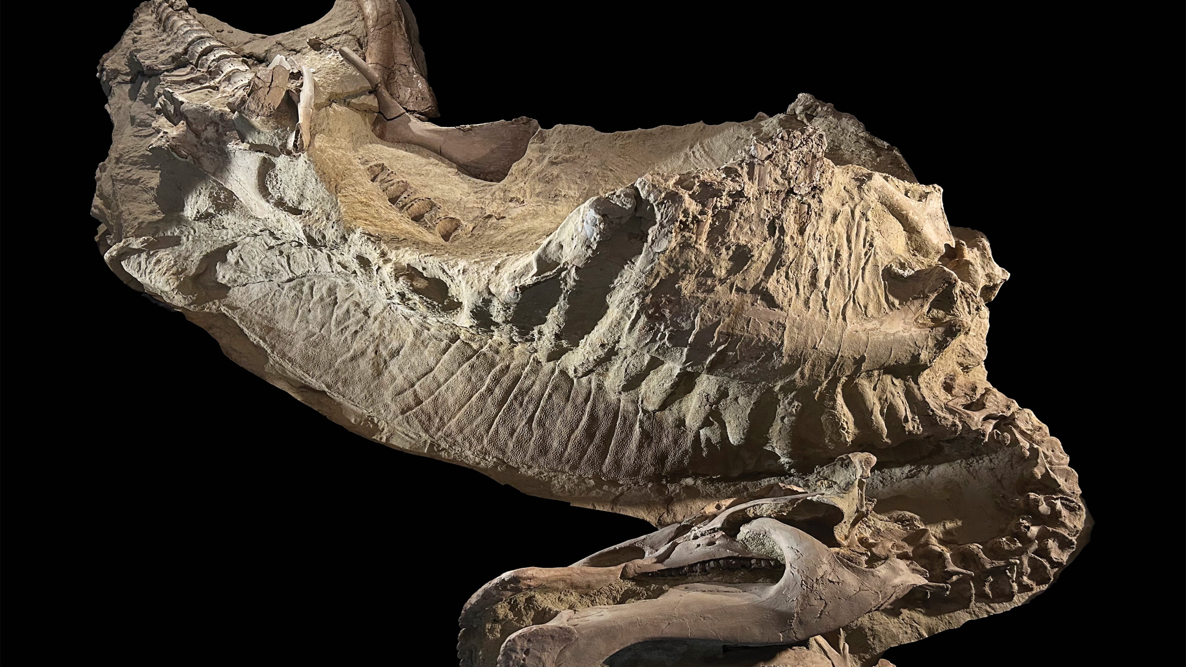 This image provided by the University of Chicago shows a mummy of a duck-billed dinosaur resting on its ribcage. (Tyler Keillor, The University of Chicago via AP)