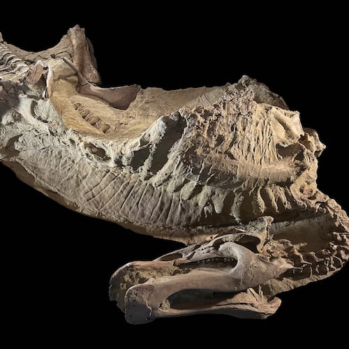 This image provided by the University of Chicago shows a mummy of a duck-billed dinosaur resting on its ribcage. (Tyler Keillor, The University of Chicago via AP)