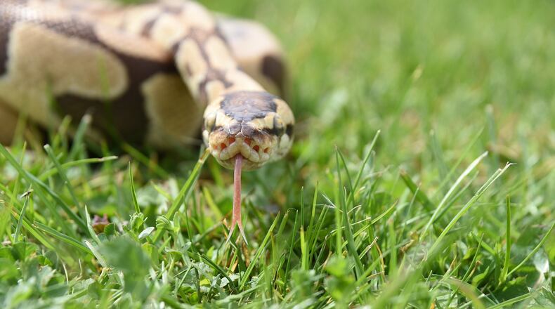 A large python, similar to the one pictured here, was caught at a farm and resort in Western Australia last week. When the reptile was relocated, the farm manager took pictures of the snake regurgitating it's lunch: another larger python.