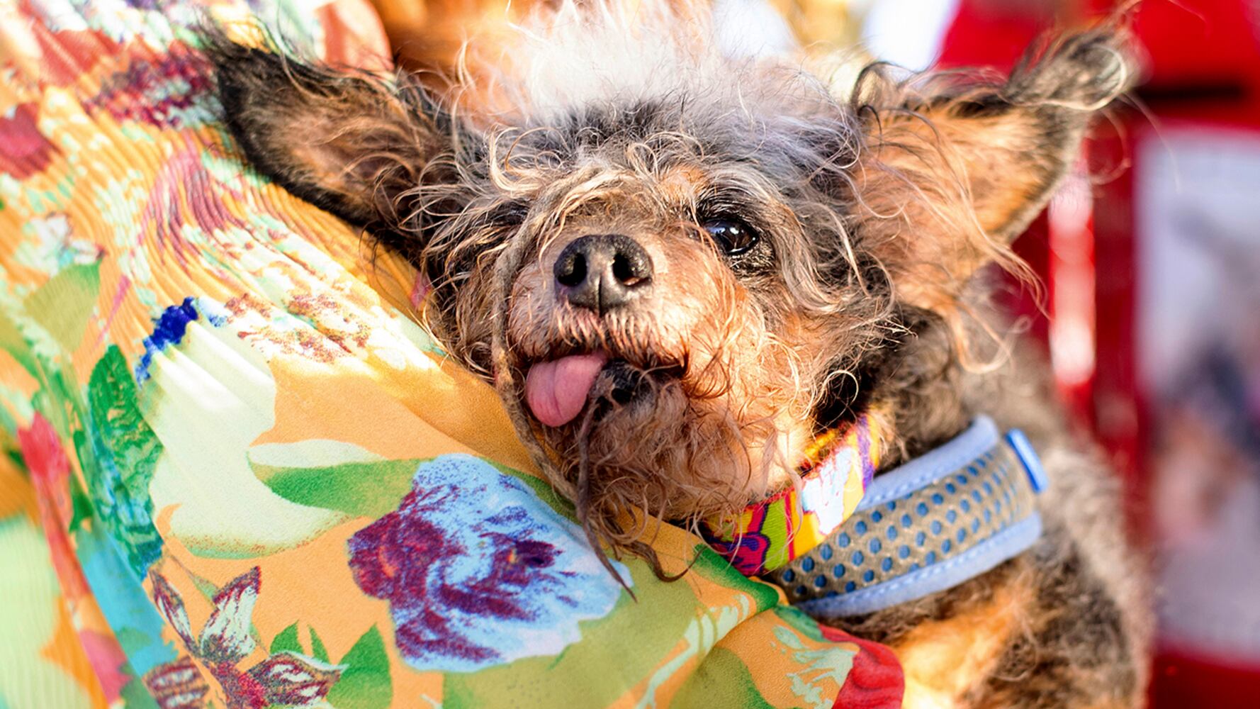 Photos: Scamp the Tramp wins World's Ugliest Dog Contest