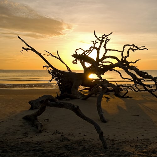 Driftwood Beach on Jekyll Island, part of Georgia's Golden Isles and a top place to marvel at our state's natural beauty. (Courtesy of Golden Isles CVB)