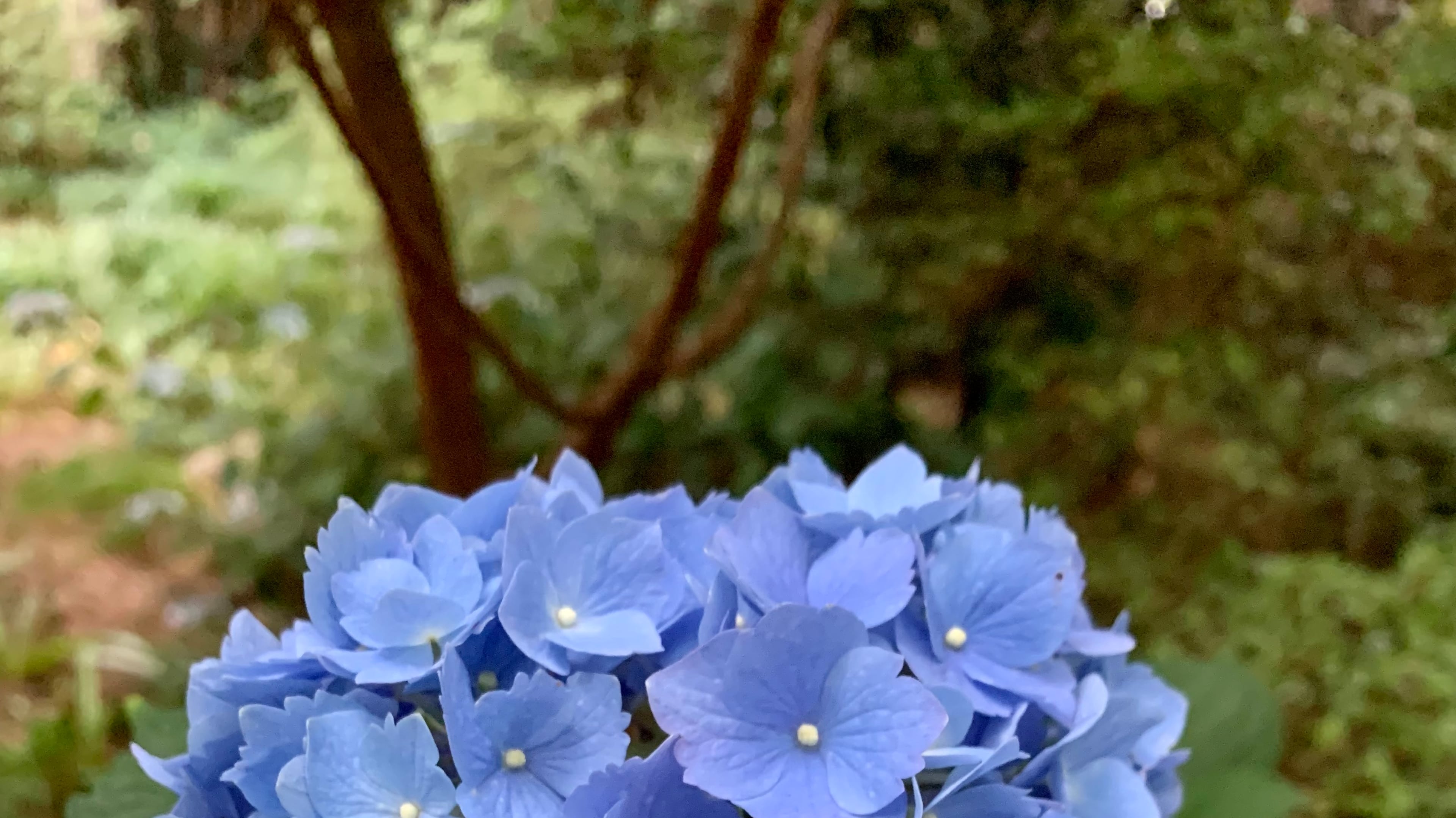 Blue and pink hydrangeas are almost all Hydrangea macrophylla. Unlike other hydrangeas, this species must be pruned in summer for the blooms buds to form in winter. (Courtesy of Fran Irwin)