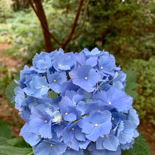 Blue and pink hydrangeas are almost all Hydrangea macrophylla. Unlike other hydrangeas, this species must be pruned in summer for the blooms buds to form in winter. (Courtesy of Fran Irwin)