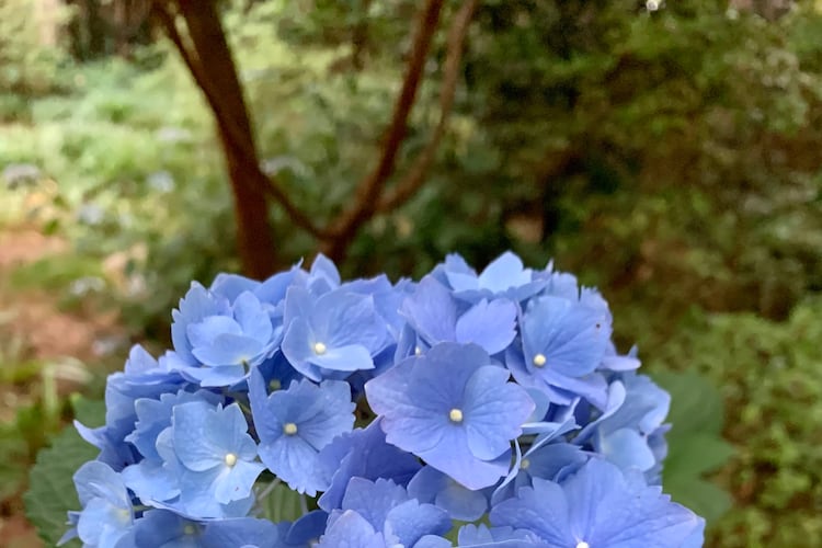 Blue and pink hydrangeas are almost all Hydrangea macrophylla. Unlike other hydrangeas, this species must be pruned in summer for the blooms buds to form in winter. (Courtesy of Fran Irwin)