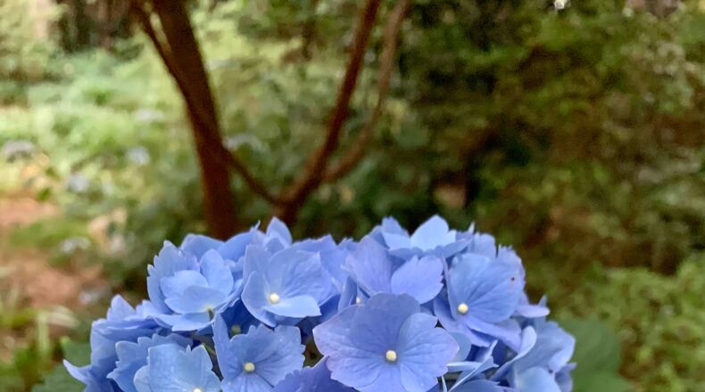 Blue and pink hydrangeas are almost all Hydrangea macrophylla. Unlike other hydrangeas, this species must be pruned in summer for the blooms buds to form in winter. (Courtesy of Fran Irwin)