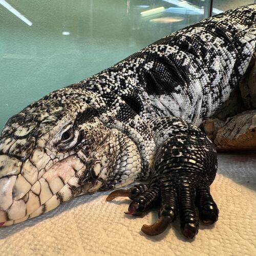 This photo provided by the New England Wildlife Center shows a tegu lizard which was found buried in snow in Providence, R.I., in late January 2025. (New England Wildlife Center via AP)