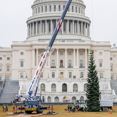 The Capitol Christmas Tree, a 53-foot red fir, arrives to the U.S. Capitol from the Humboldt-Toiyabe National Forest in Nevada, Friday, Nov. 21, 2025, in Washington. (AP Photo/Julia Demaree Nikhinson)