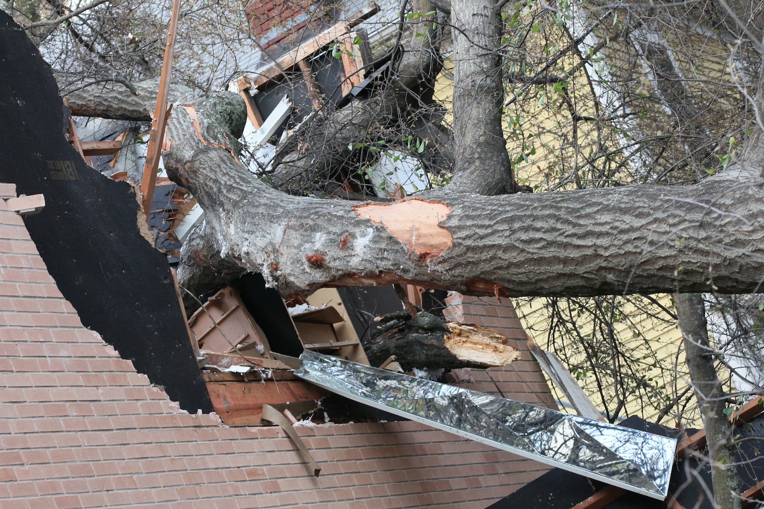 Tree falls on 13th Street west of Piedmont