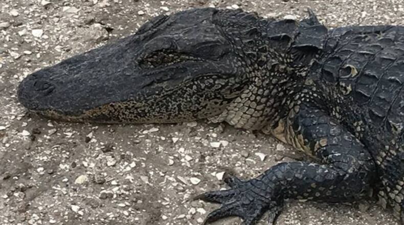 An alligator was attacked May 15. (Photo: Martin County Sheriff's Office)