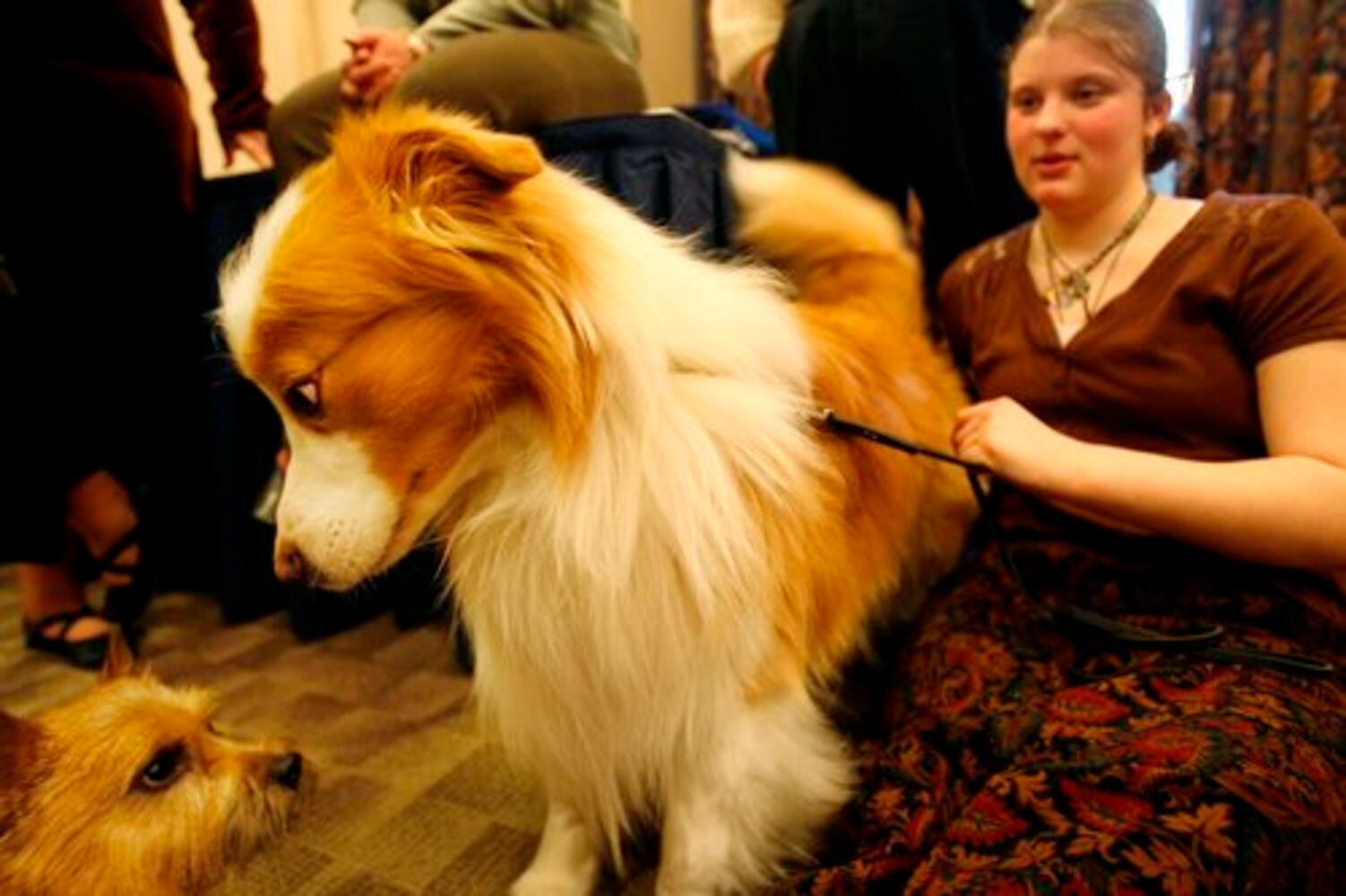 Day 1 of Westminster Dog Show in New York