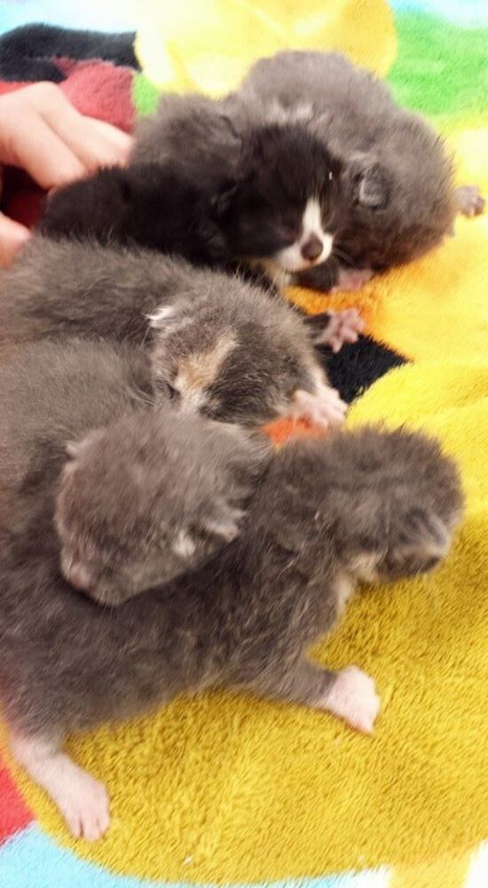 Indian Land kittens